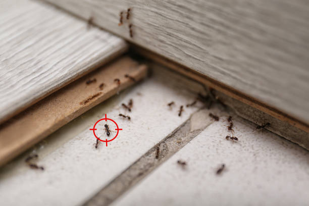 Best Cockroach Control Services  in Meridian Hills, IN